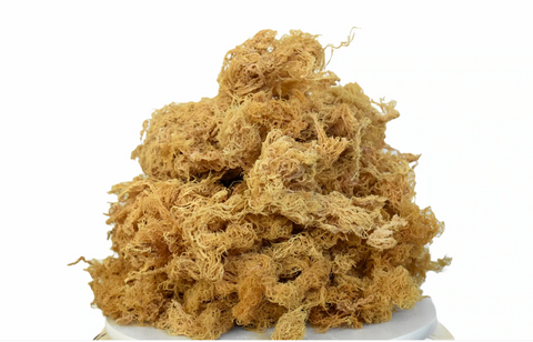 Wildcrafted Gold Raw Sea Moss